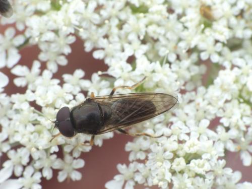 Cheilosia sp.